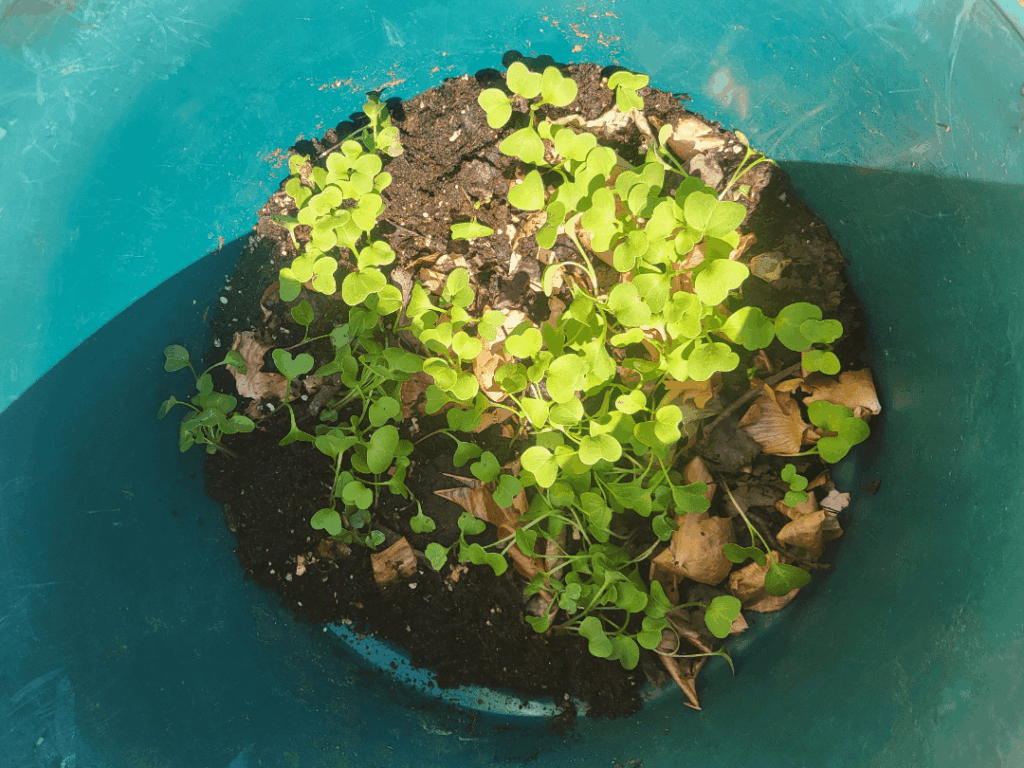 Rooftop Garden