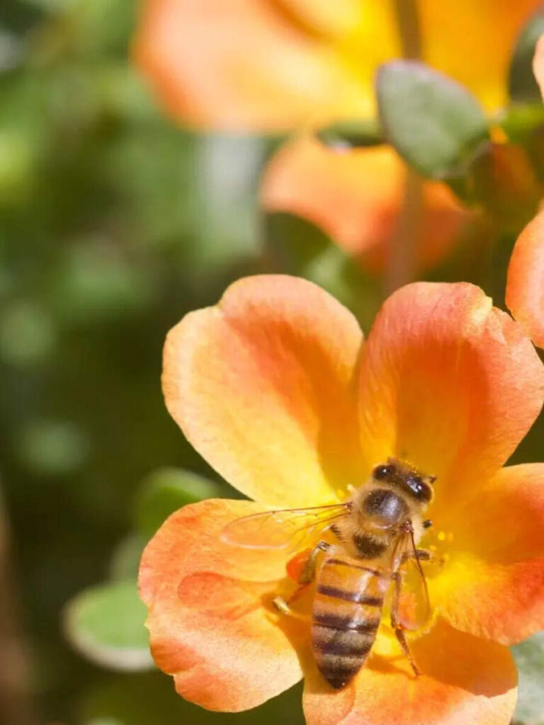 8 plants that invite pollinators to your balcony garden