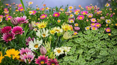 Monsoon gardening essentials for healthy plants this rainy season
