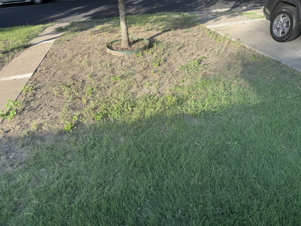 Just got our first house - how do I fix this lawn?
