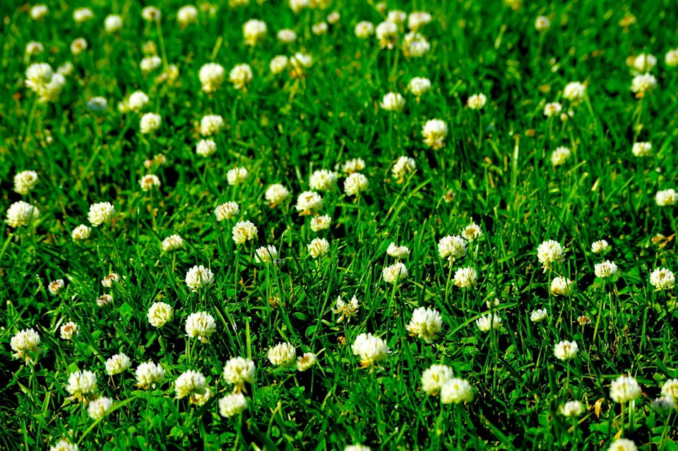 clover flowers