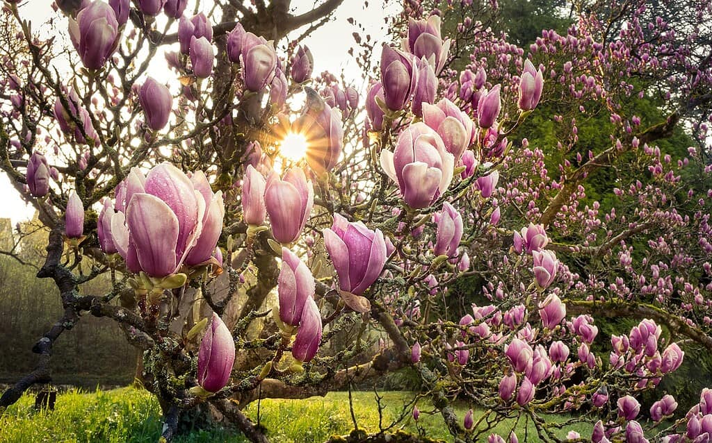 Magnolia flowers on the tree