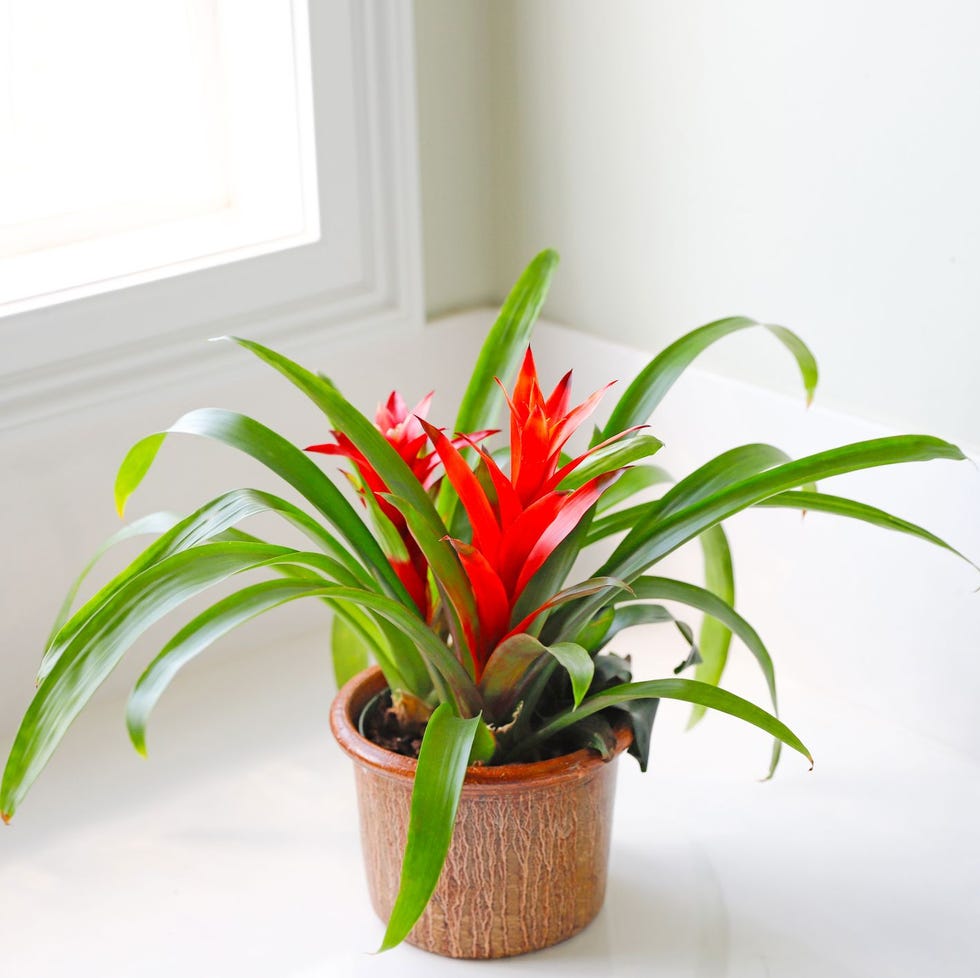 Bromeliad