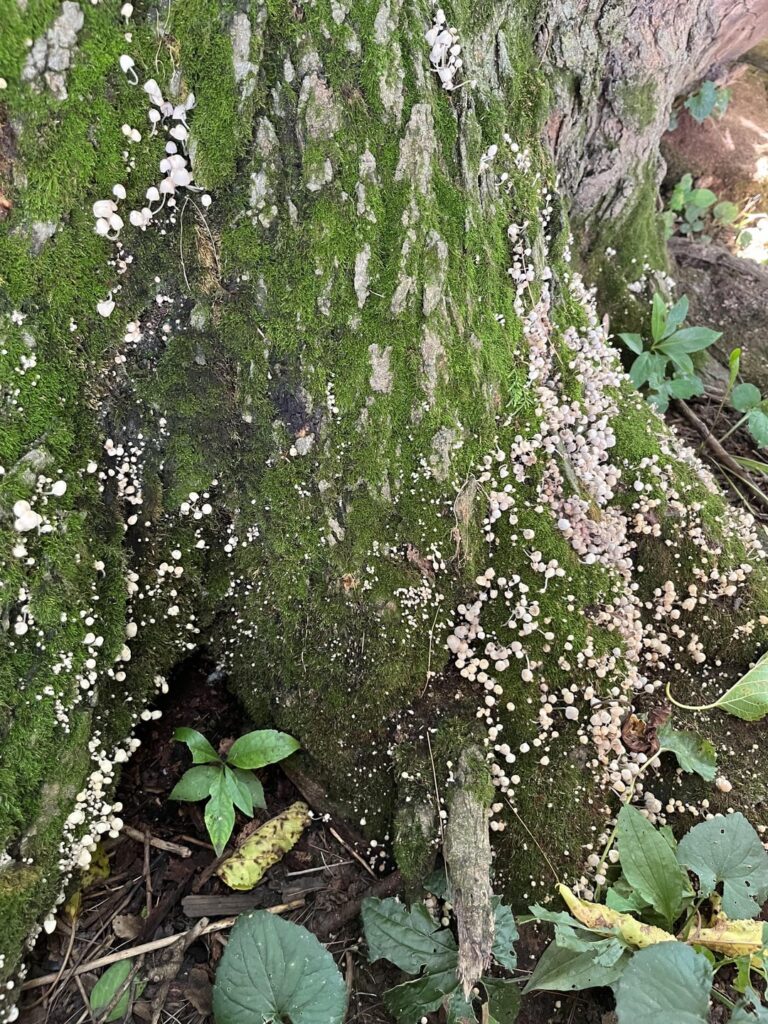 Are these mushrooms on my parents’ tree a bad sign?