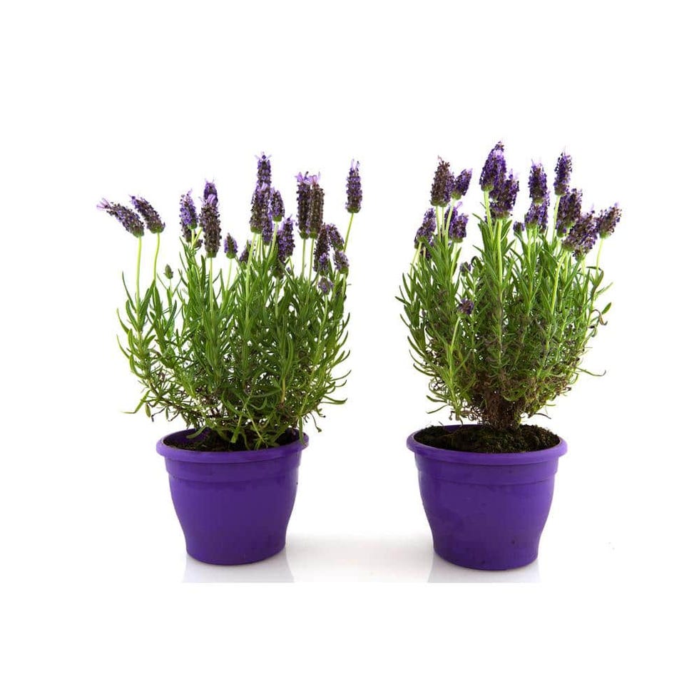 English Lavender