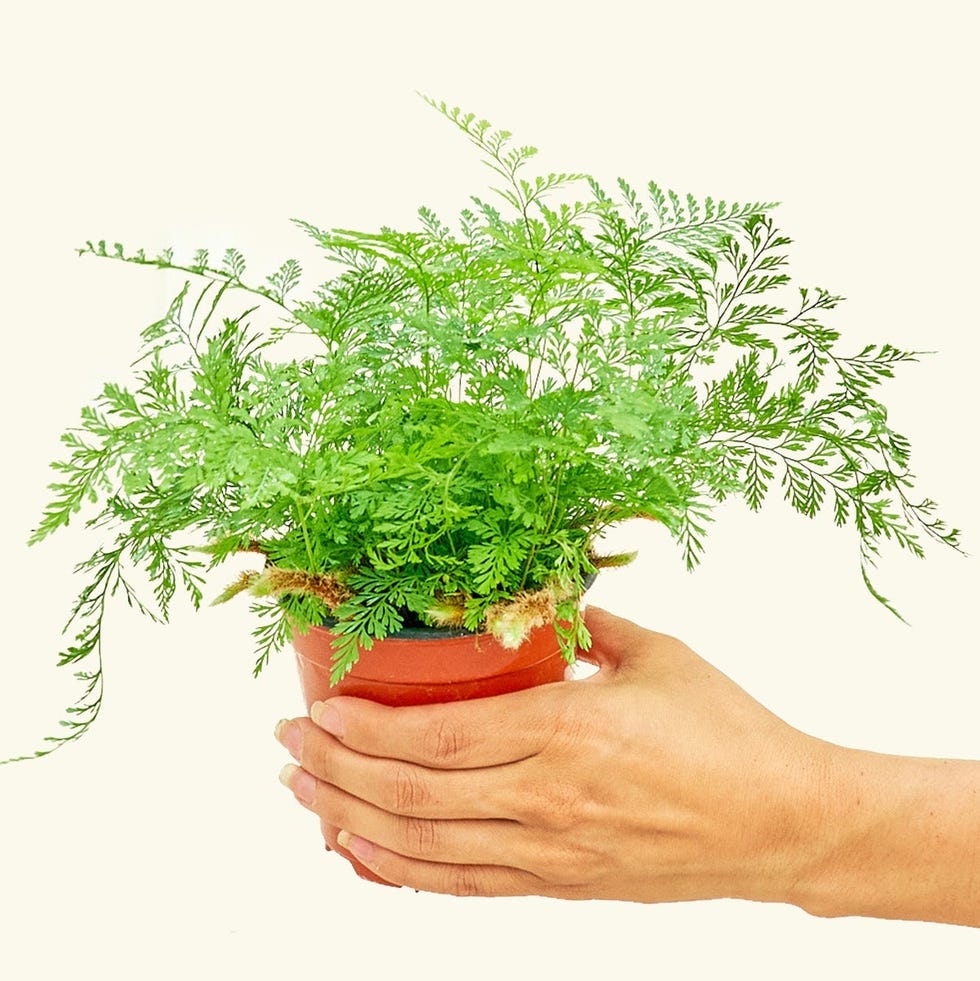 Rabbit Foot Fern