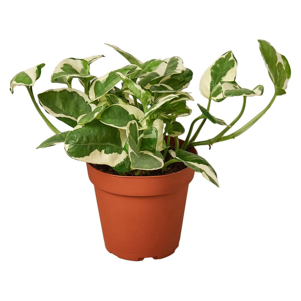 Pothos 'N'joy'