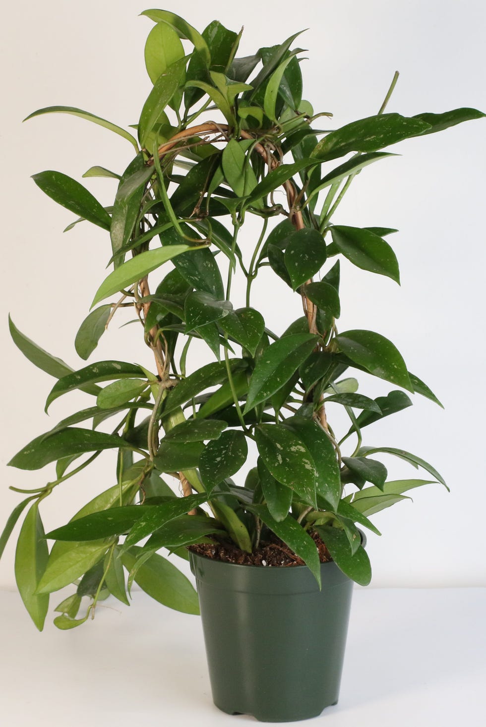 Hoya Pubicalyx Splash Vining Plant