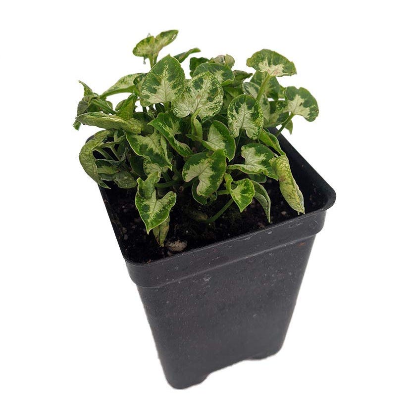 Tiny White Arrowhead Plant 
