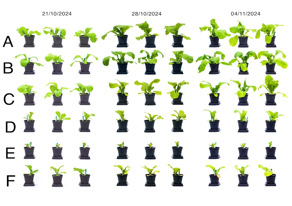 Pictures of 54 mustard plants of various sizes - the top three rows show better developed plants than the bottom three rows
