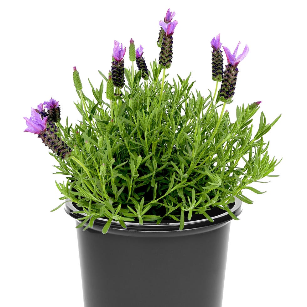 Spanish Lavender Spanish Lavender