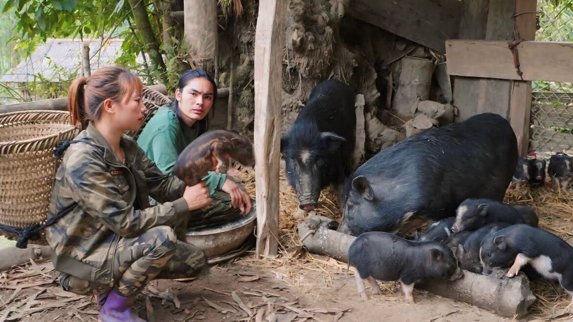 gardening with girlfriend growing vegetables, buying piglets and raising them, survival farm