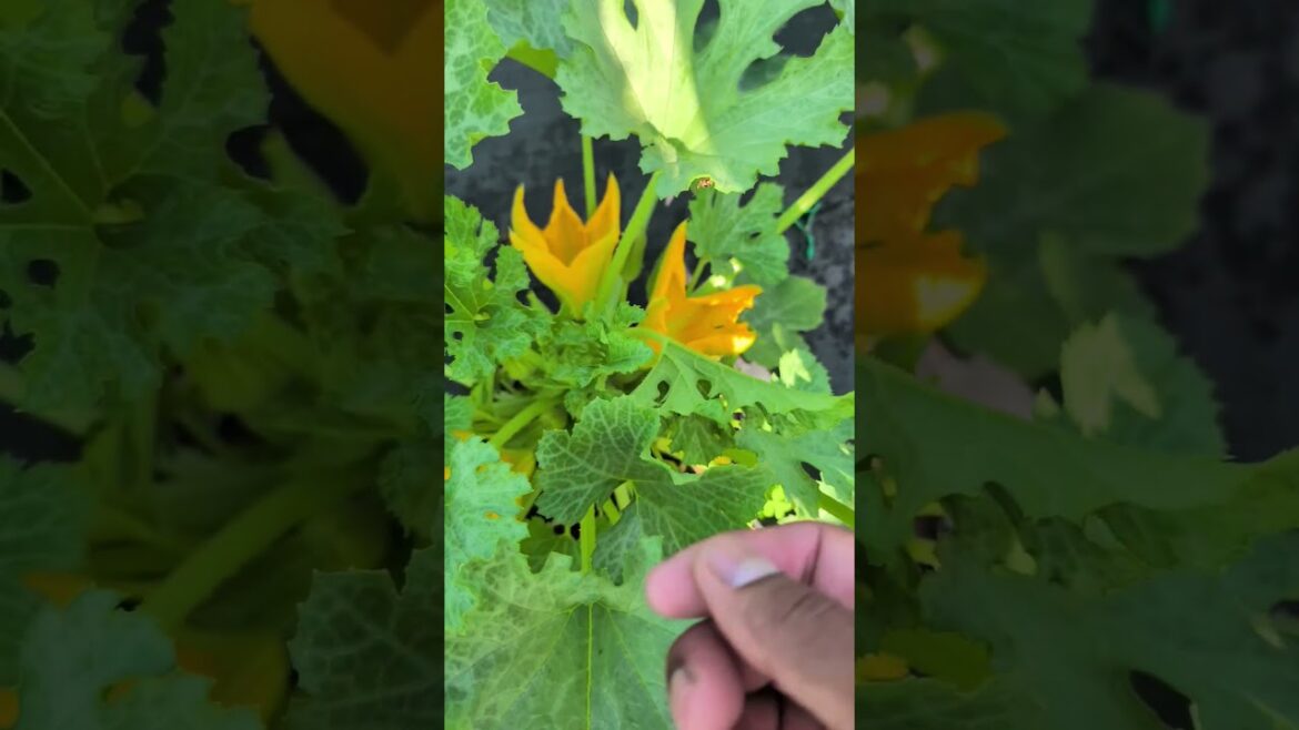 Simple Water Mistake that's causing your Fruits to fall off !!  #water #tips #longisland