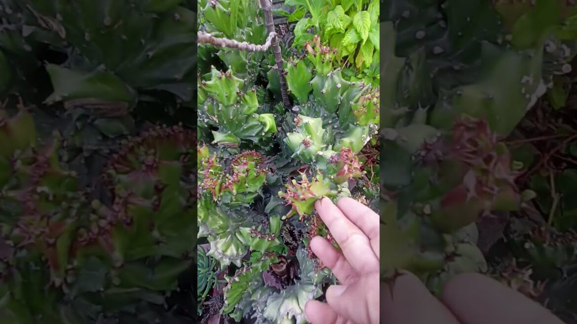 Euphorbia Lactea Takes Over My Terrace Garden Beauty! #shorts #flowers #trending #garden Euphorbia Lactea Takes Over My Terrace Garden Beauty! #shorts #flowers #trending #garden