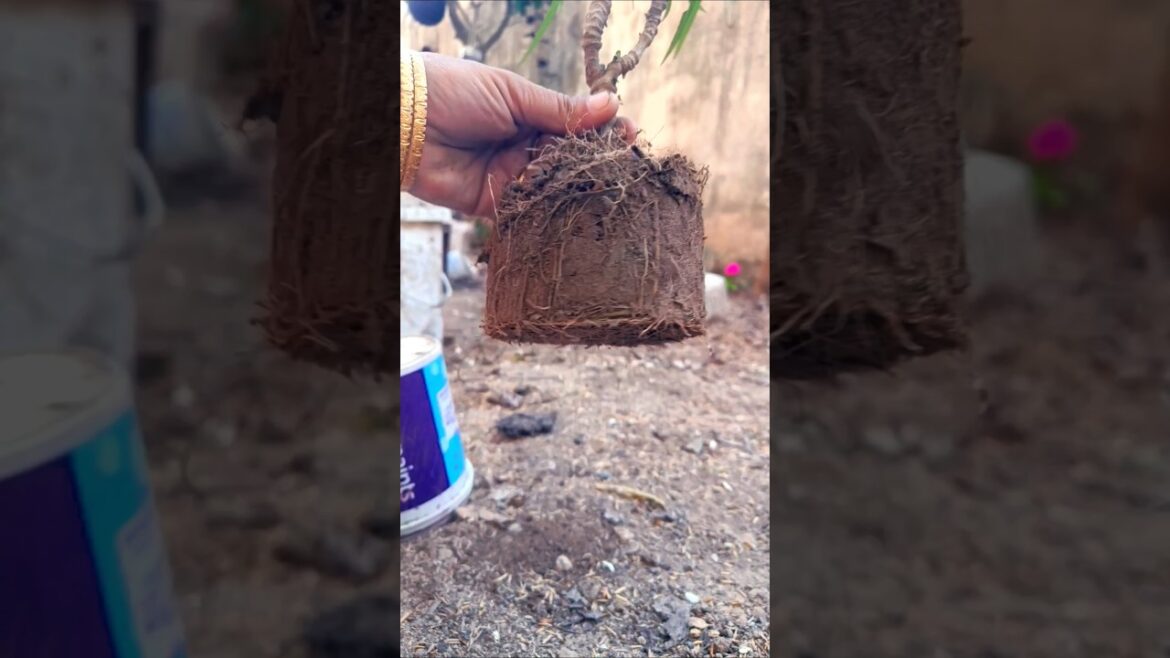 How to repott root bound plant 🪴#gardening #shorts#trending