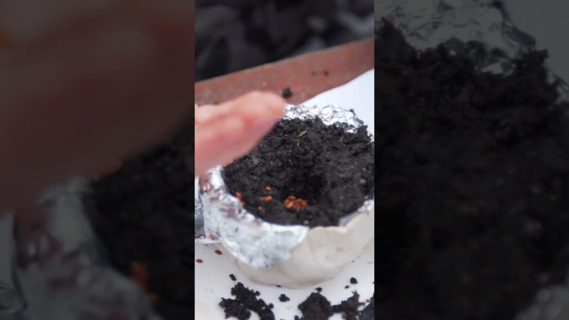 #𝐒𝐨𝐮𝐬𝐚𝐅𝐚𝐦𝐢𝐥𝐲𝐆𝐚𝐫𝐝𝐞𝐧 SEEDS Potting, SOIL Potting GROW Potting TECHNIQUE Potting