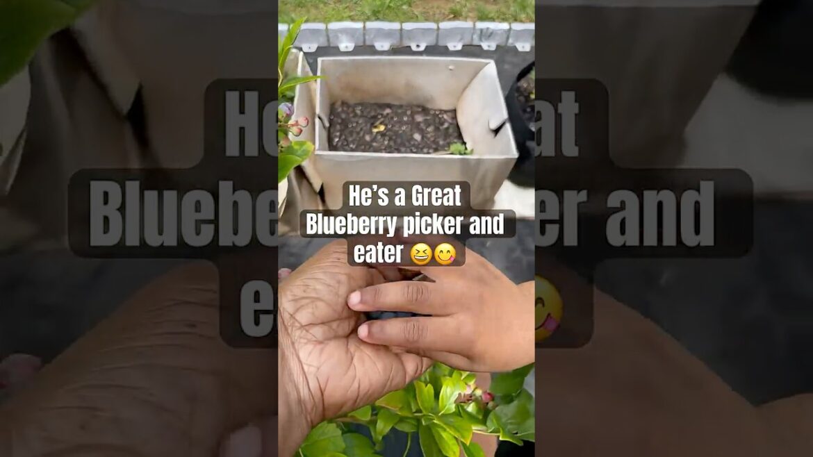 Garden Harvest with my Little Helper #garden #gardening #harvest #ediblegardening Garden Harvest with my Little Helper #garden #gardening #harvest #ediblegardening