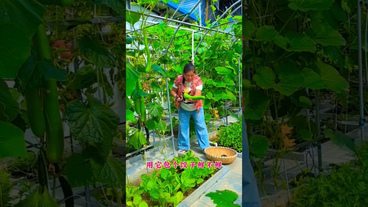 I cut a long gourd from the garden today #shots #youtubeshorts