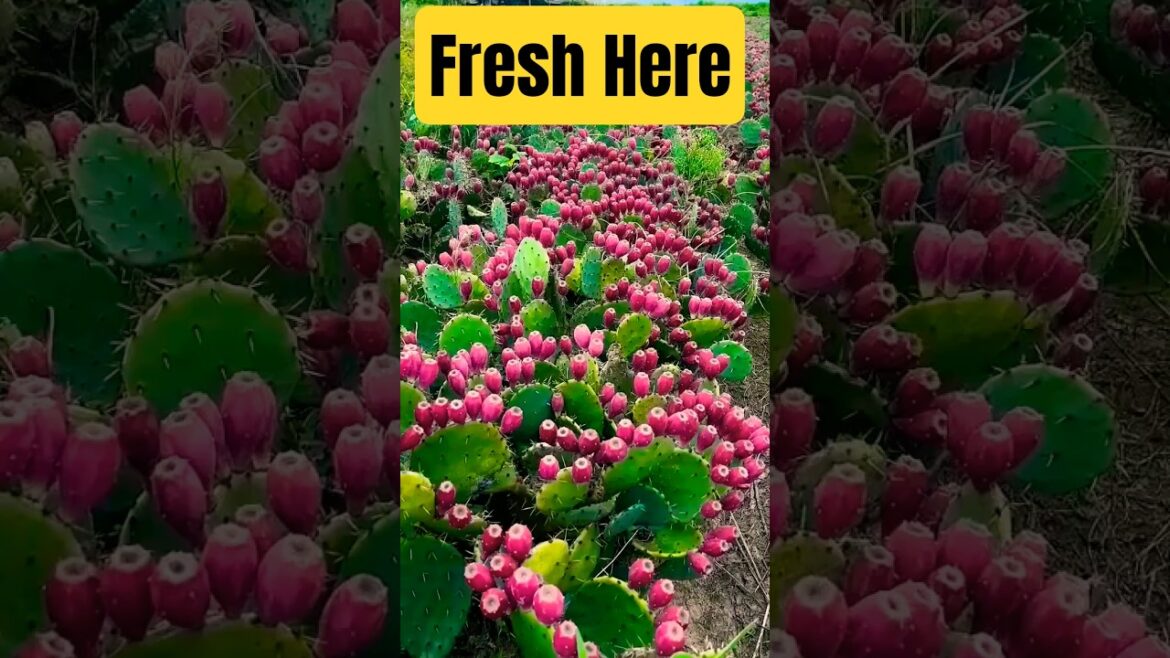 I Built a Cactus Fruit Farm in My Backyard#Gardening I Built a Cactus Fruit Farm in My Backyard#Gardening