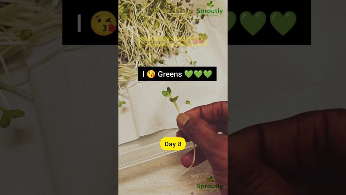 From Seed to Superfood in Just 8 Days! 🌱 #microgreens #vegan #trending From Seed to Superfood in Just 8 Days! 🌱 #microgreens #vegan #trending