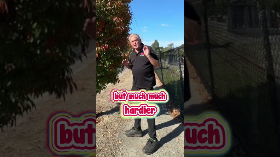 Japanese Zelkova is the Beautiful Solution to a Tough Narrow Spot.