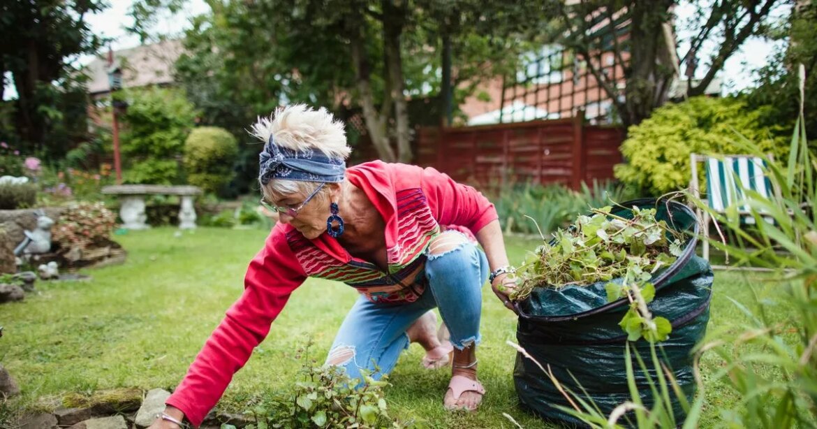 Gardeners warned they face ‘ASBO’ for plant that grows quickly in July Ipso logo