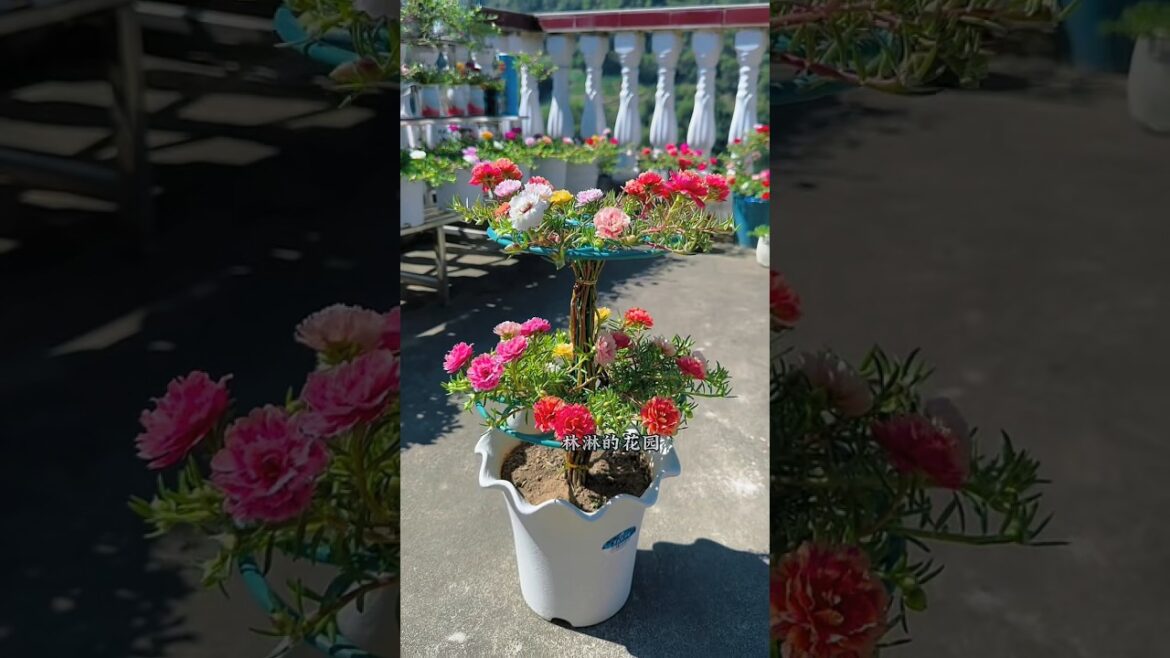 How to make a beautiful rooftop gardening at home