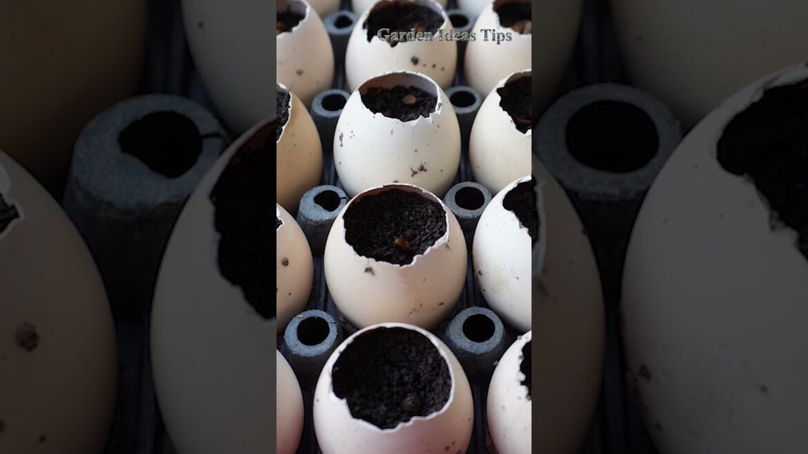 Tips & Tricks Balcony Gardening