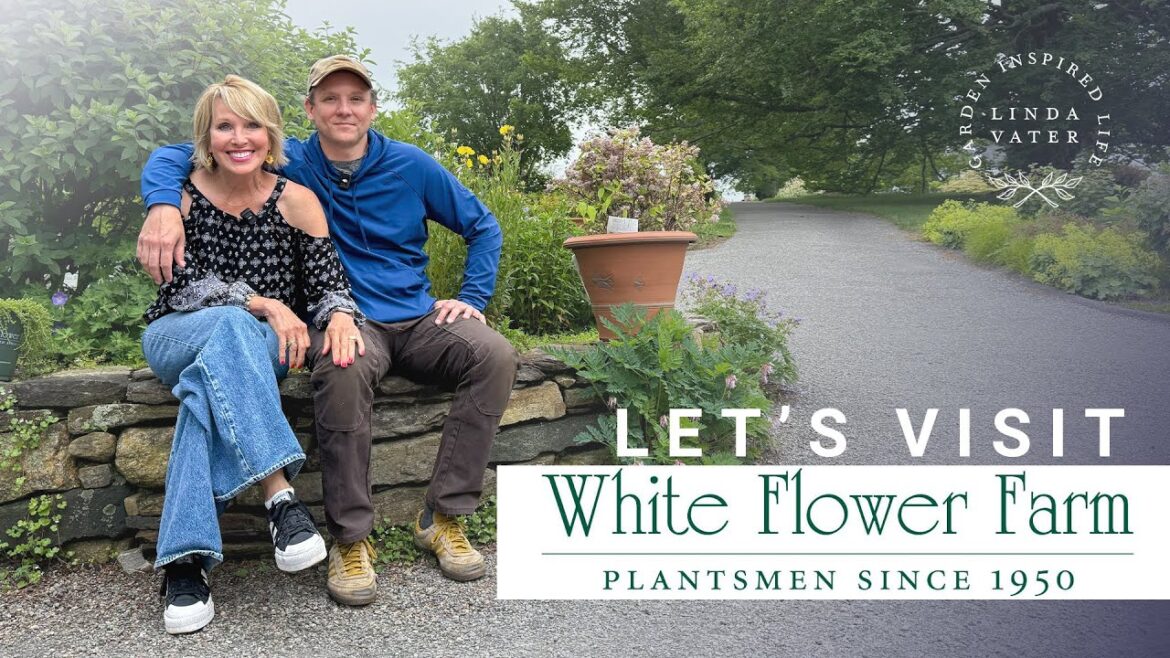 Me And White Flower Farm Go Way Back 🌿 Me And White Flower Farm Go Way Back 🌿