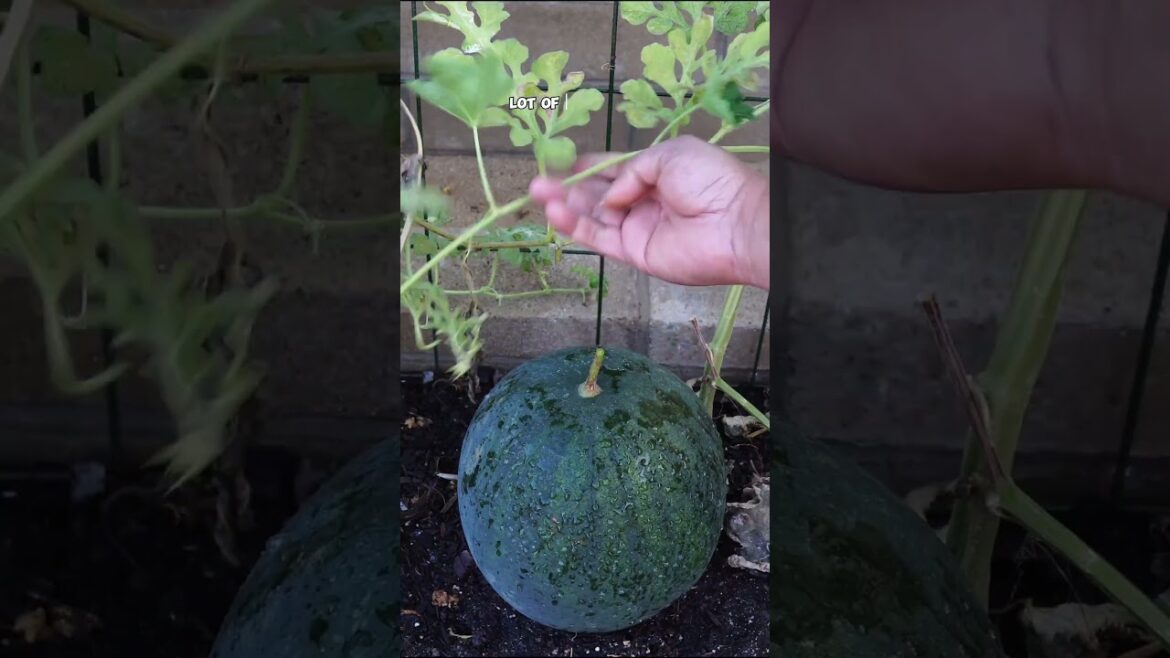 California Gardening: How to Harvest Ripe Watermelon from Your Garden 🍉 | Backyard Gardening Tips How to Harvest Ripe Watermelon from Your Garden 🍉 | Backyard Gardening Tips