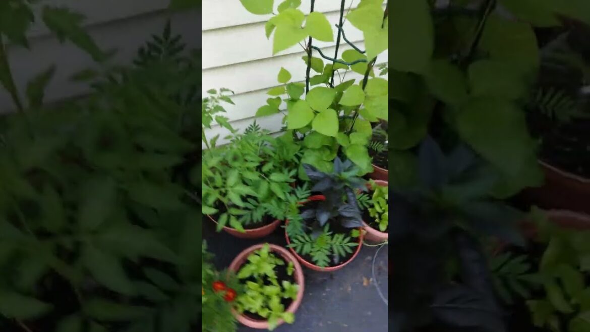 My Veggies in Containers Update #vegetablegarden #gardening #containergardening #vegtablegardening