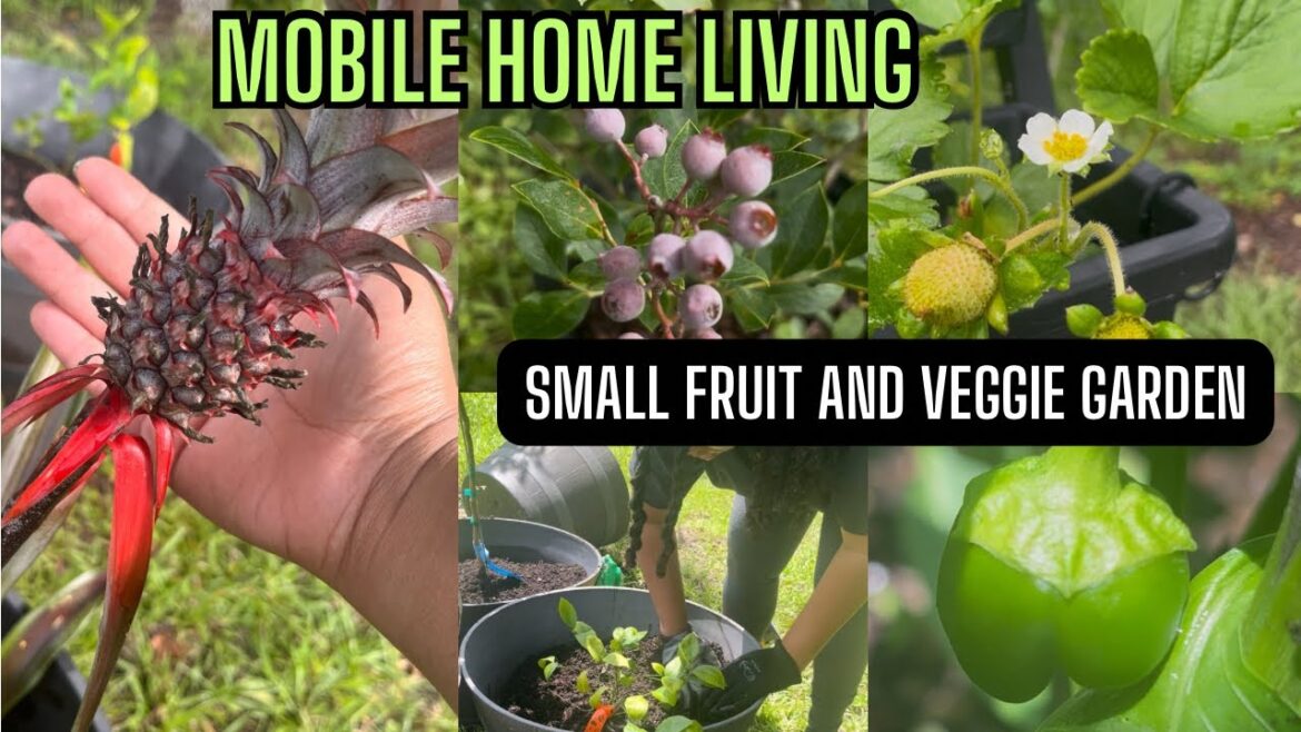 Small Garden| Small Fruit and vegetable Gardening| #mobilehomeliving