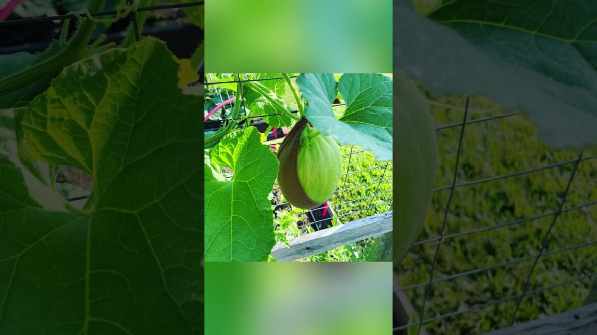 Save Garden Space With These Tips! #gardenideas #verticalgardening