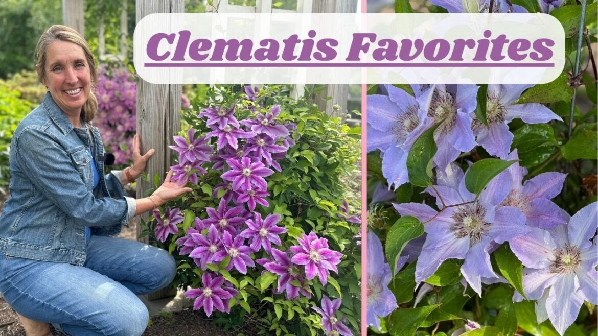 Clematis Favorites: Beautiful Climbers For Your Garden
