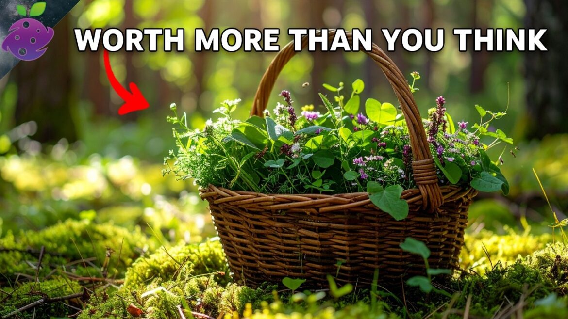 10 Common Weeds That Are Actually Expensive Superfoods (Growing in Your Yard Right Now!) 10 Common Weeds That Are Actually Expensive Superfoods (Growing in Your Yard Right Now!)