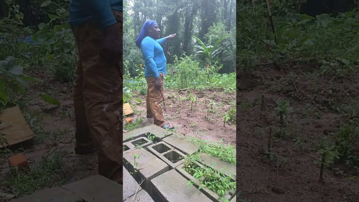 organic gardening growing natural food organic gardening growing natural food