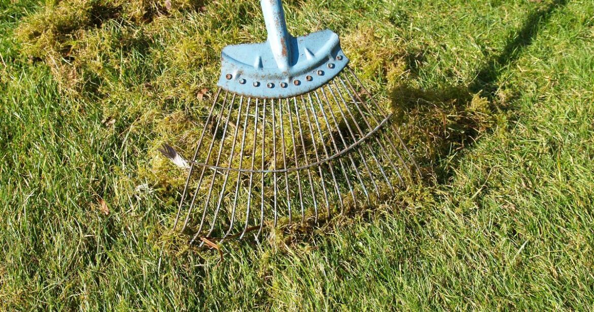 Remove moss on lawns with natural ingredient you already have at home Ipso logo
