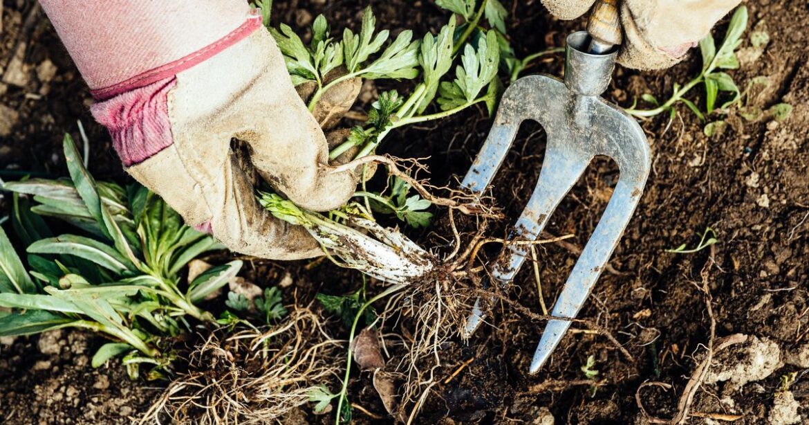 Gardeners urged to pull up 8 plants that are actually weeds Ipso logo