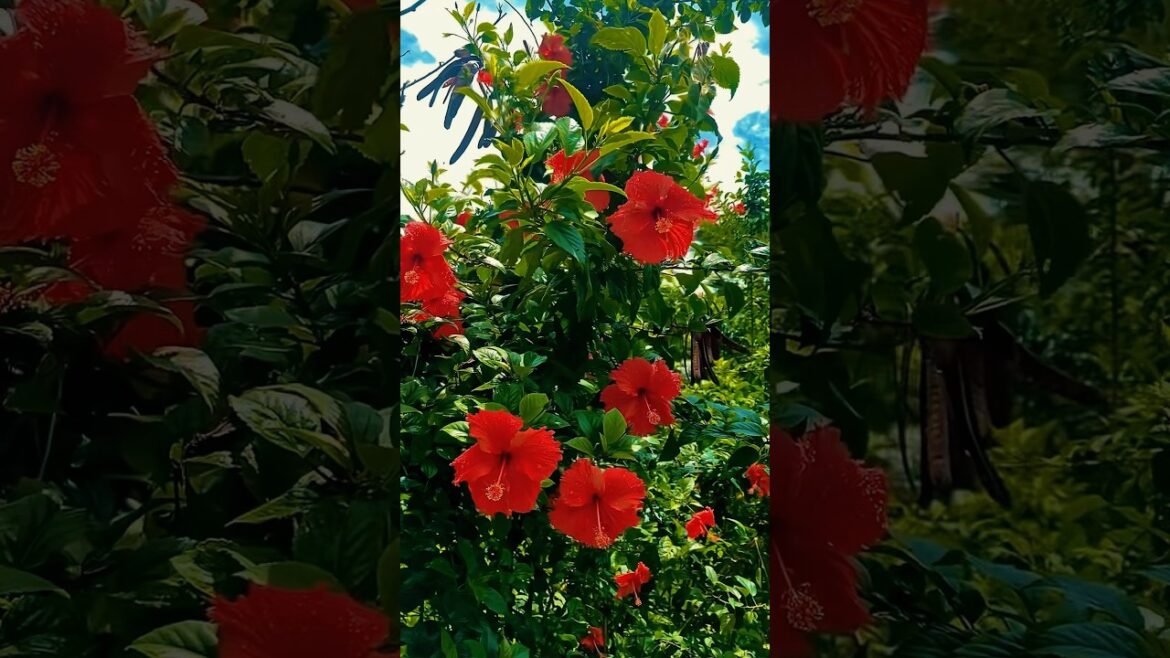 The Untold Beauty of Hibiscus Flowers The Untold Beauty of Hibiscus Flowers