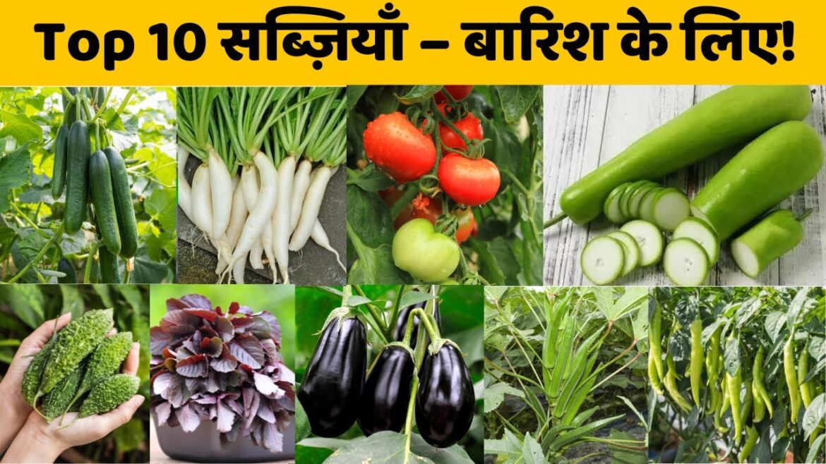 बारिश में लगाने के लिए टॉप 10 सब्ज़ियाँ | Top 10 Rainy Season Vegetables In India | Monsoon Veggies बारिश में लगाने के लिए टॉप 10 सब्ज़ियाँ | Top 10 Rainy Season Vegetables In India | Monsoon Veggies
