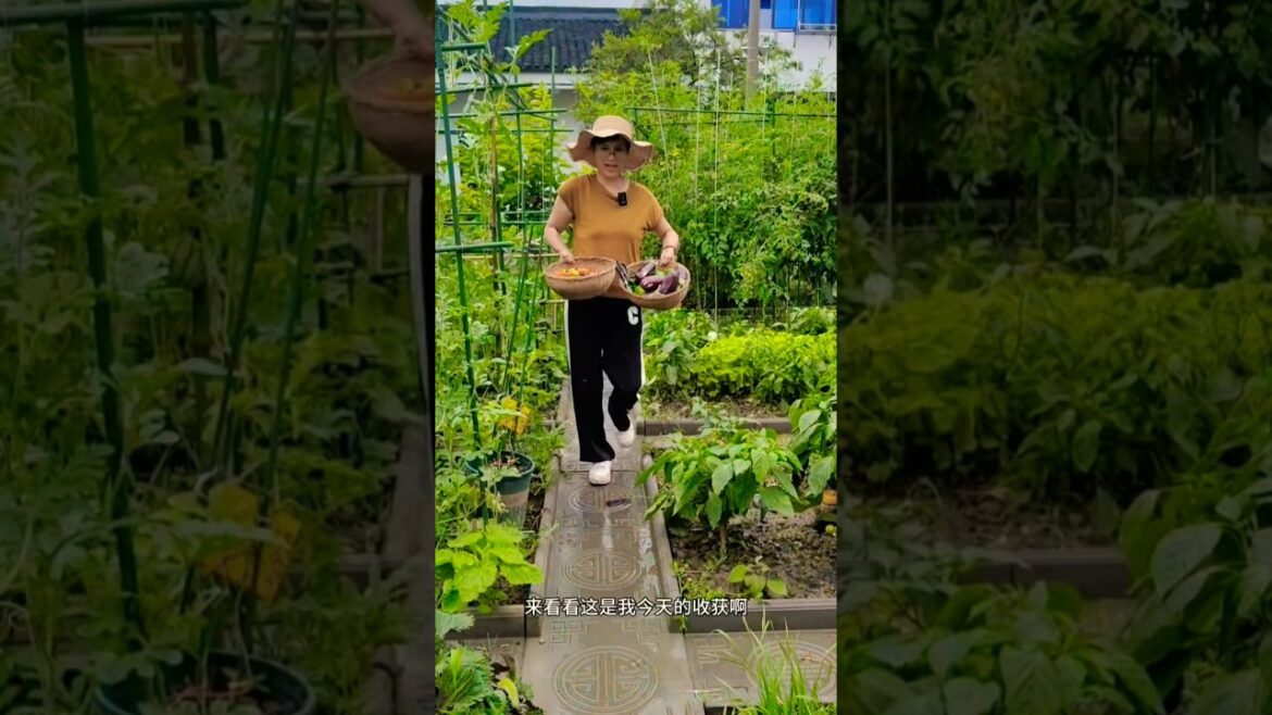 I picked two buckets full of vegetables#shots #youtubeshorts