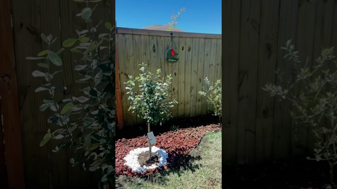 Planting Pineapple Guava for an Edible & Evergreen Backyard | Feijoa Tree#pineappleguava#planting