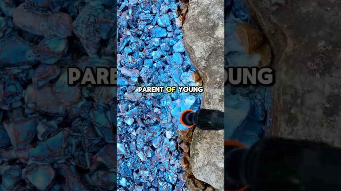 I Tried Rock Glue On My Messy Yard And WOW! I Tried Rock Glue On My Messy Yard And WOW!