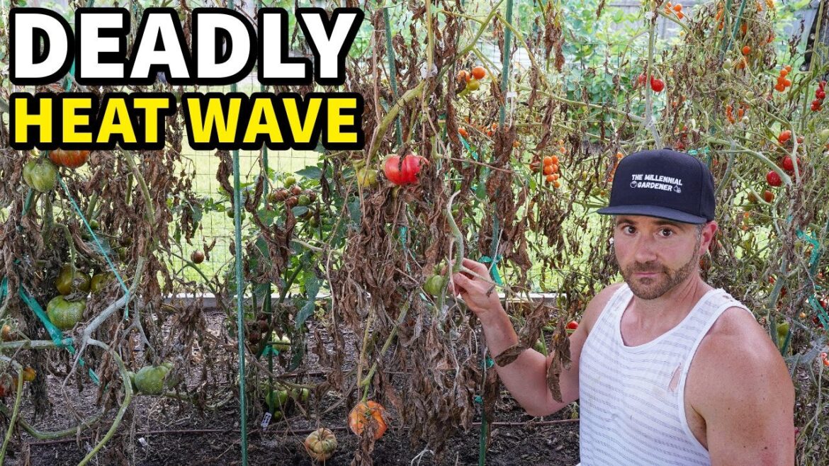 Heat Nearly DESTROYED My Garden…This Saved It Heat Nearly DESTROYED My Garden...This Saved It