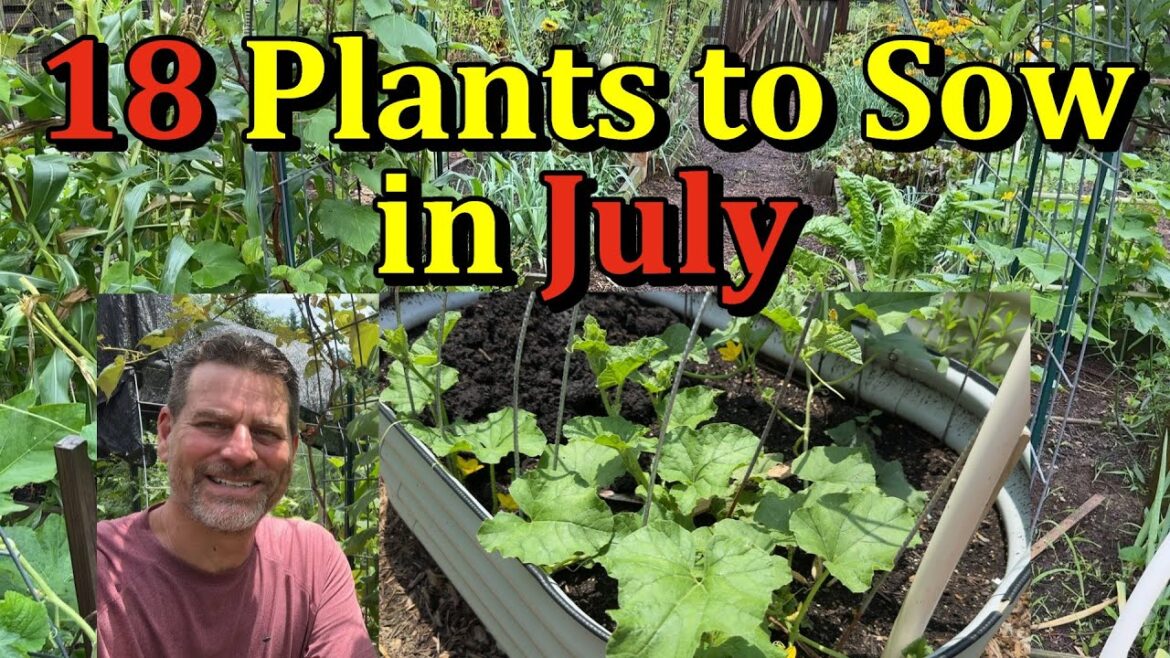 Gary Pilarchik: 18 Vegetable Plants to Sow in July with Planting Details (Direct Seed Vegetables) 18 Vegetable Plants to Sow in July with Planting Details (Direct Seed Vegetables)