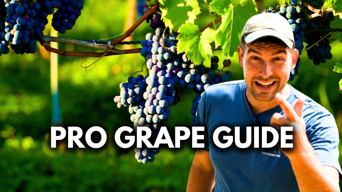 Pro Grow Tips to Grow The Most Productive Healthy and AMAZING Grapes!