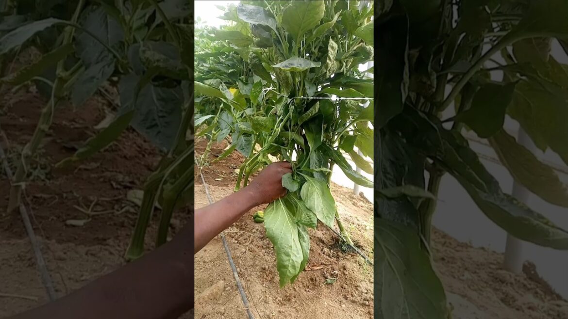 REMOVAL OF LOWER LEAVES IN VEGETABLE GARDENING… #gardening #FARMERCIST #vegetables REMOVAL OF LOWER LEAVES IN VEGETABLE GARDENING... #gardening #FARMERCIST #vegetables