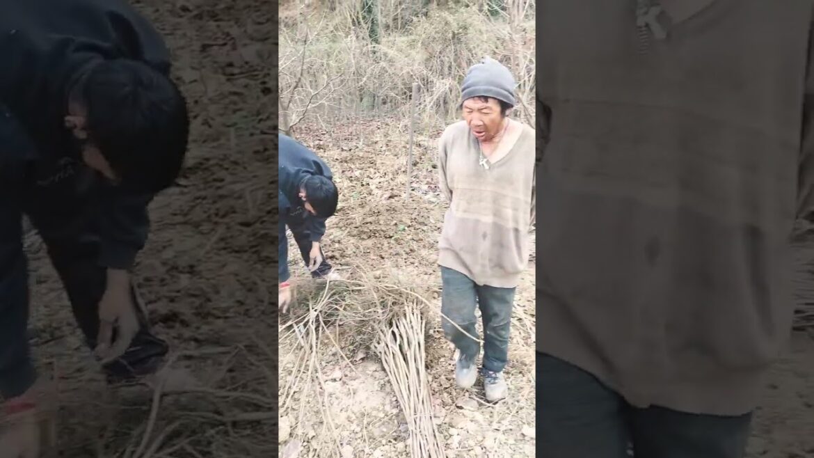 Japani plants nursery  best plant supply  #leafy #teacher plants #fruit #kaaki  #japani Japani plants nursery  best plant supply  #leafy #teacher plants #fruit #kaaki  #japani