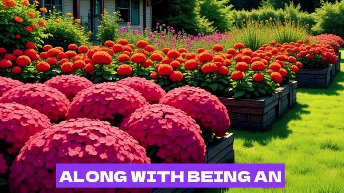 Fast Growing Companion Plants Supercharges Tomatoes Smothers Weeds #CompanionPlanting #tomatogarden