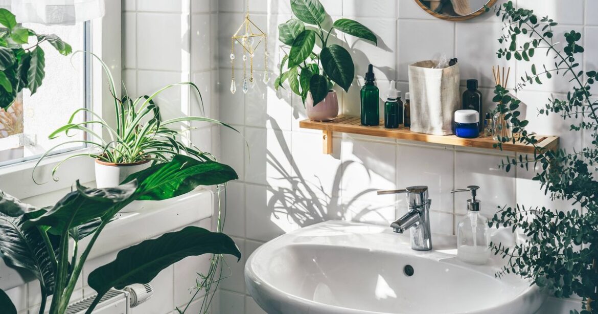 Four houseplants will ‘thrive’ in bathroom and spruce up space Ipso logo